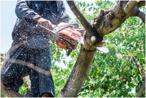 tree services Fennimore